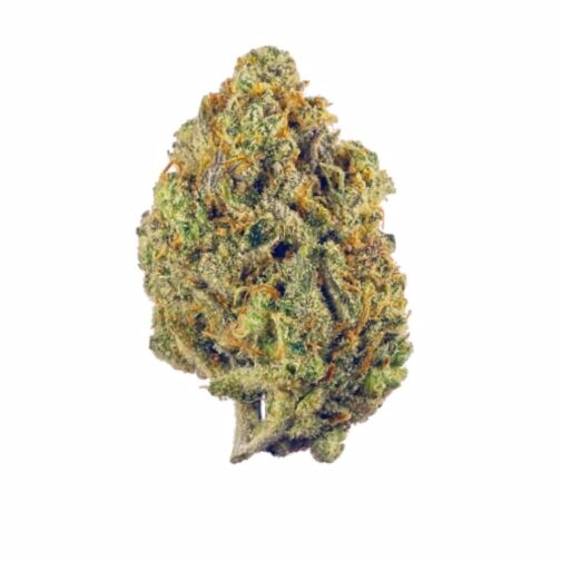 Gros bourgeon de fleur CBD dense, vert clair, recouvert de trichomes et de pistils orange vif.