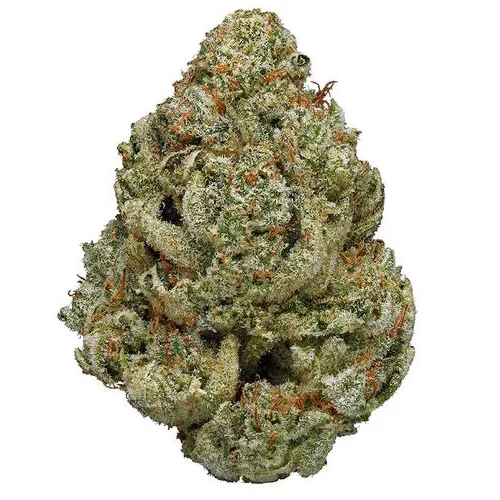 Gros plan d’un bourgeon de cannabis dense, vert clair avec des trichomes givrés et des pistils orangés.