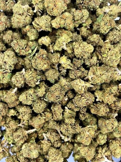 Fleur de CBD Small Bud CBD+, petites têtes compactes et résineuses issues de culture sous serre