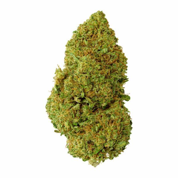 Gros bourgeon de fleur de cannabis compact, vert avec des pistils orangés.