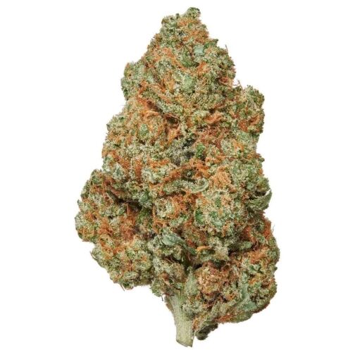 Une tête de chanvre verte, allongée, couverte de pistils orange et de trichomes.