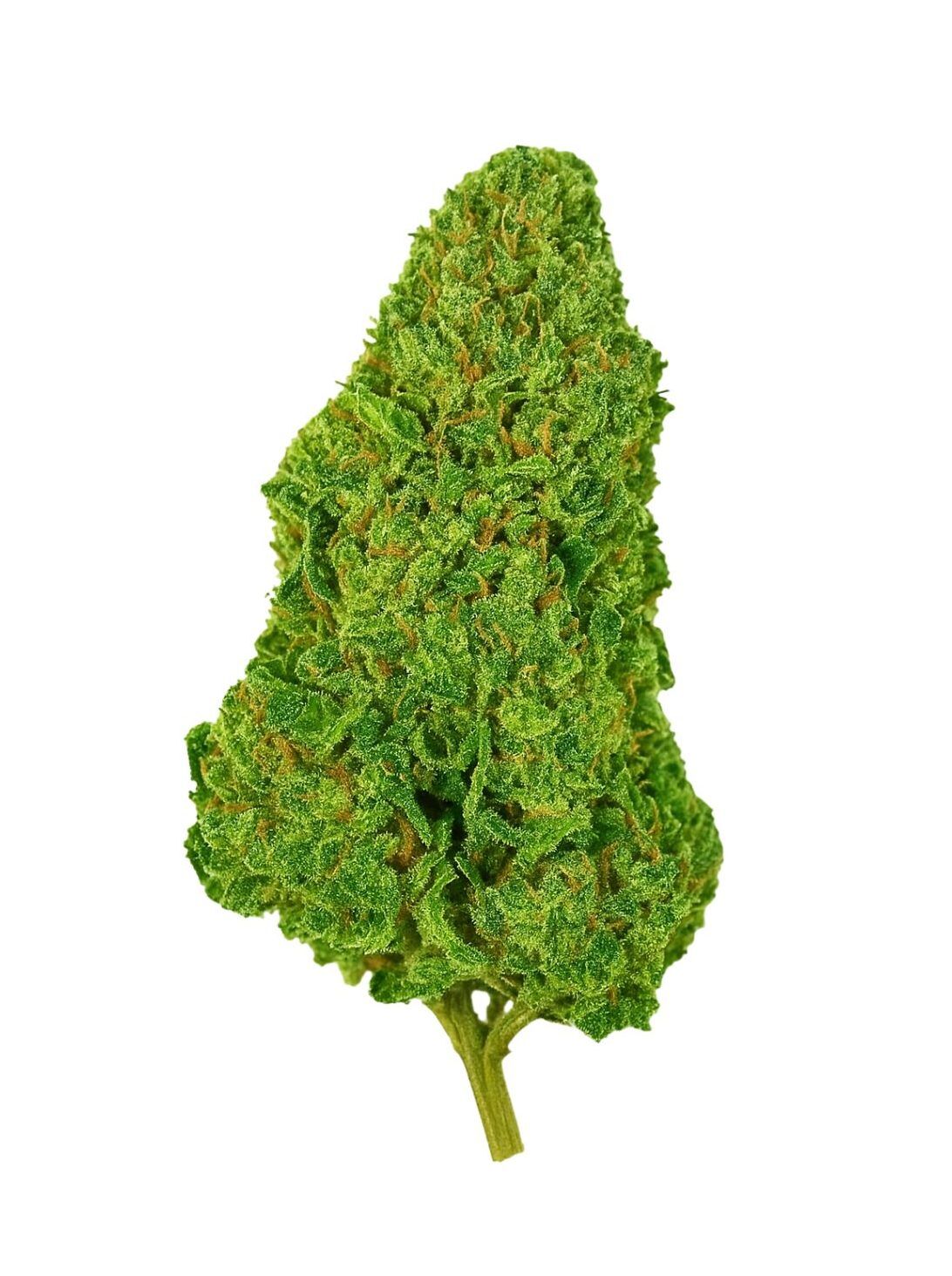 Fleur Magic Alien CBDX sur fond blanc, têtes denses vert éclatant