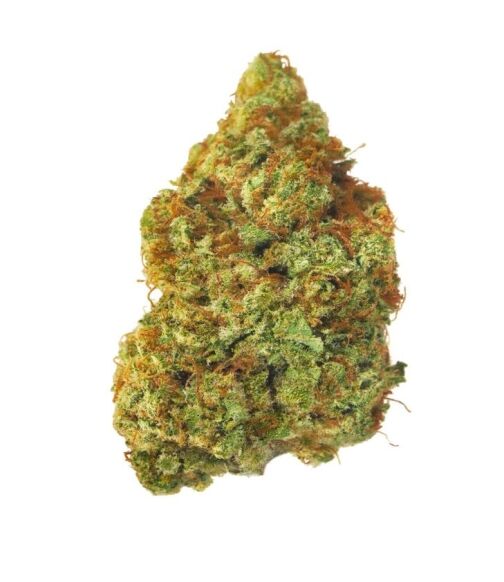 Une fleur de chanvre verte, conique, avec de nombreux pistils orangés.