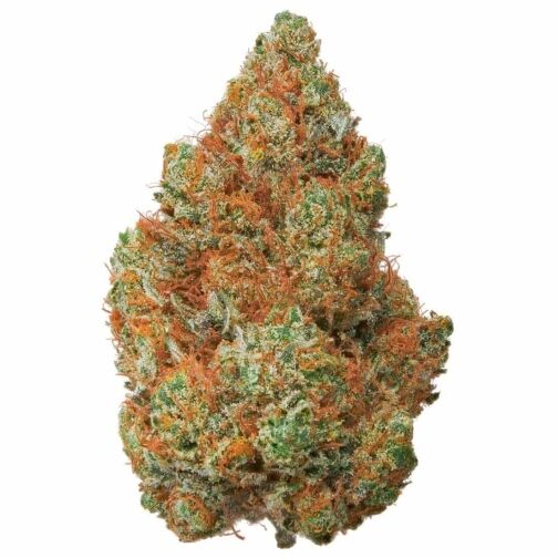 Tête de fleur CBD dense de couleur orangée, sur fond blanc, montrant une texture résineuse et des trichomes brillants