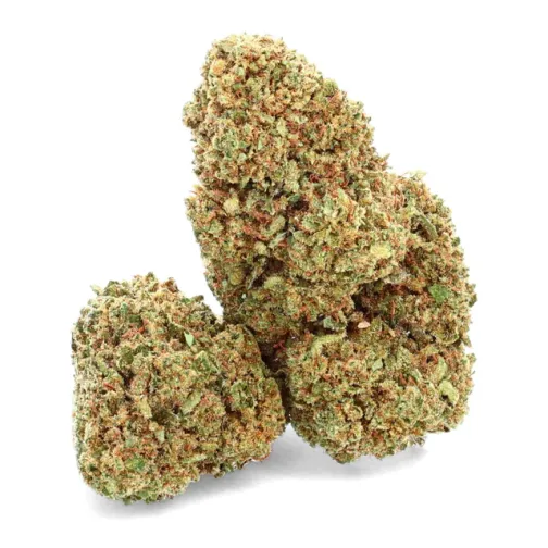 Trois têtes de fleur de chanvre compactes, à dominante verte avec des pistils orange et une texture dense recouverte de trichomes.