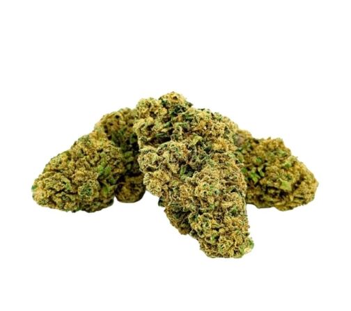 Trois bourgeons de fleur CBD Critical Kush, verts et denses, recouverts de trichomes et de pistils orangés.