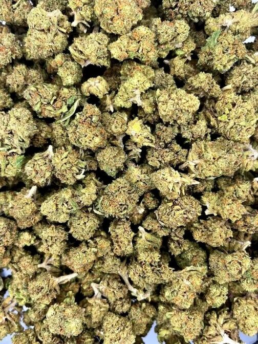 Fleur de CBD Small Bud CBD+, petites têtes compactes et résineuses issues de culture sous serre