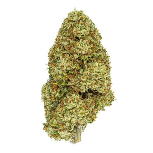 Gros bourgeon de cannabis compact, couleur verte avec trichomes cristallins.