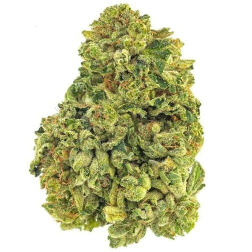 Gros bourgeon de chanvre vert clair, recouvert de trichomes et de pistils orangés.