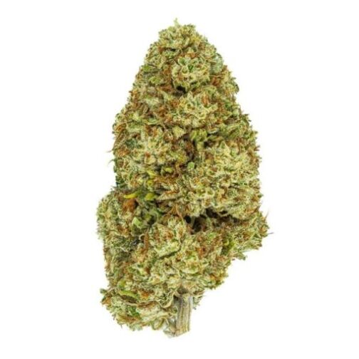 Fleur de cannabis Amnesia CBDX, avec des têtes compactes, résineuses et couvertes de trichomes brillants