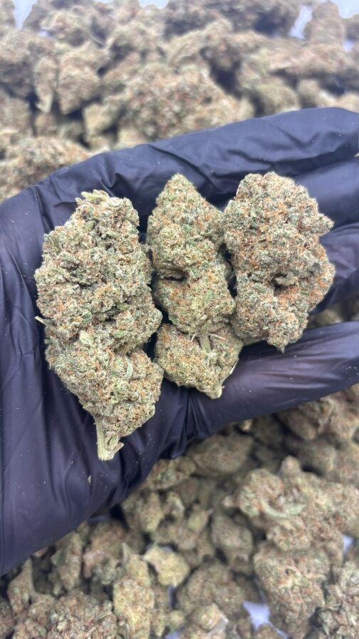 Fleur Lemon Haze CBD+ en gros plan sur fond blanc, têtes cristallisées et trichomes visibles.