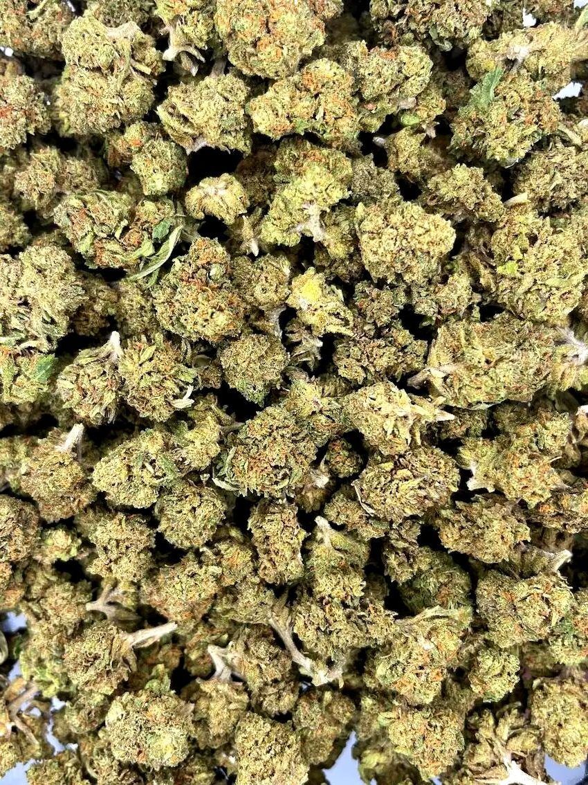 Fleur de CBD Small Bud CBD+, petites têtes compactes et résineuses issues de culture sous serre