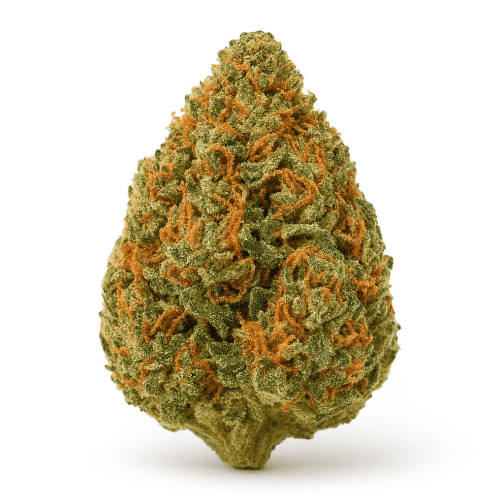 Fleur CBDX sur fond blanc Orangello premium aux arômes d’agrumes, buds compacts et effets relaxants nouvelle génération.