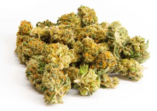 Petites buds de fleurs de chanvre, denses et colorés, avec des nuances vertes et orangées.
