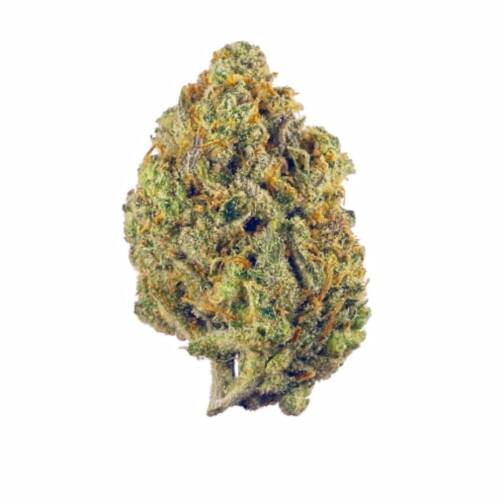 Gros bourgeon de fleur CBD dense, vert clair, recouvert de trichomes et de pistils orange vif.